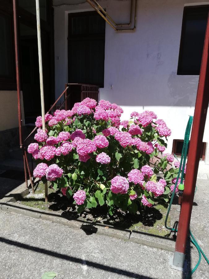 Apartament Roza ブラショフ エクステリア 写真